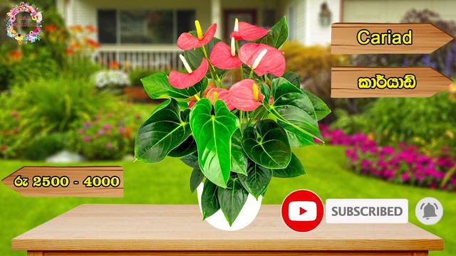 Netherlands Anthurium Varieties & Prices-නෙදර්ලන්ඩ් ඇන්තූරියම් මිල ගණන්-DAD Gardens-Anthuriums-Dutc смотреть онлайн