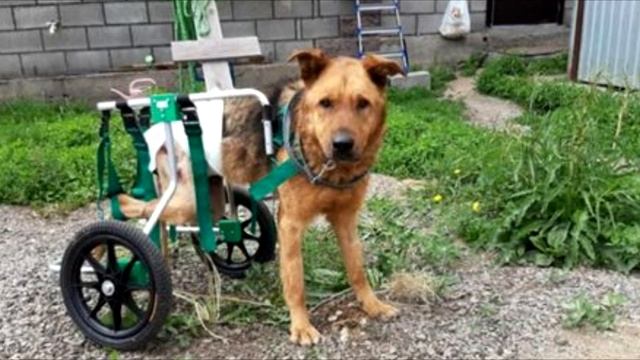 «До него никому не было дела»: израненный пес пролежал на морозе 5 суток. смотреть онлайн
