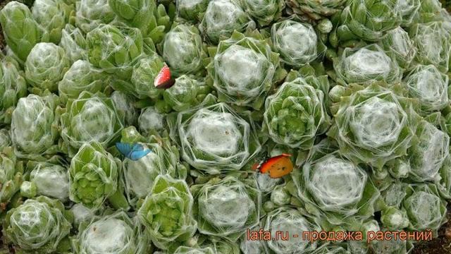 Молодило паутинистое Алабастер (alabaster) ? обзор: как сажать, рассада молодила Алабастер