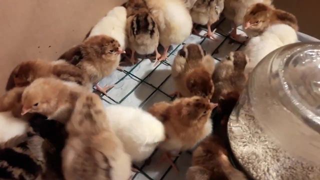 Цыплята Кучинская юбилейная и Адлерская серебристая смотреть онлайн