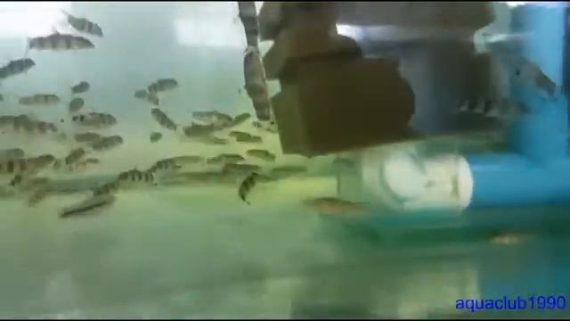 Боция мраморная Botia lohachata/almorhae перед продажей смотреть онлайн