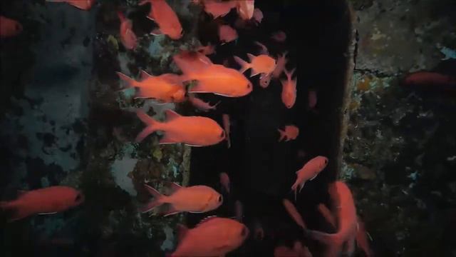 MALDIVES PASSIONS promotional clip смотреть онлайн