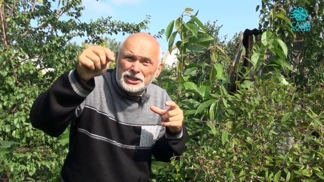 Канадская жимолость Бореал Близзард смотреть онлайн