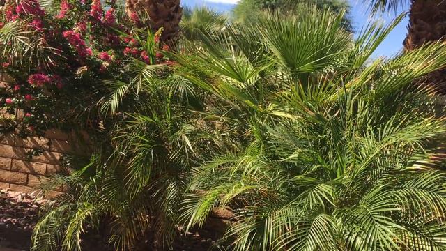 California.ВСЕМ ОГРОМНОЕ СПАСИБО!-как прошёл СОНИН ДР смотреть онлайн