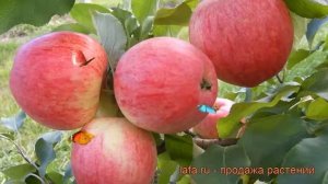 Яблоня обыкновенная Штрефлинг (malus shtrefling) ? обзор: как сажать, саженцы яблони Штрефлинг