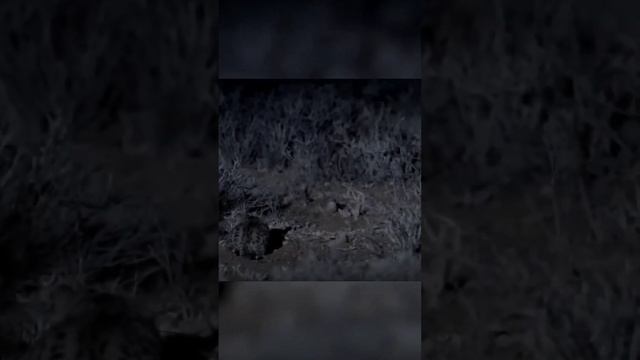 черноногая кошка-это вам ни соседский барсик ? смотреть онлайн
