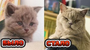 РОЖДЕННЫЙ 8 МАРТА. ИСТОРИЯ КОТА КИВИ