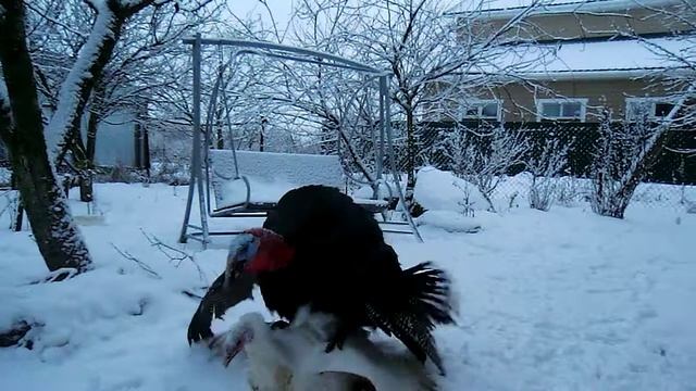 Брачные танцы индюков. смотреть онлайн