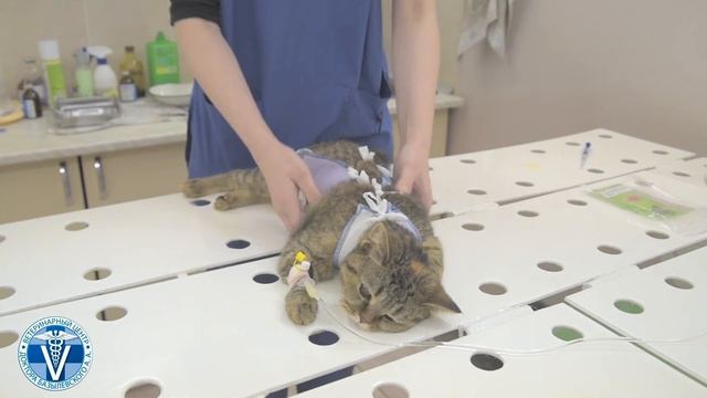 Как завязать попону кошке смотреть онлайн