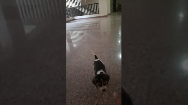 Cute baby beagle learning commands смотреть онлайн