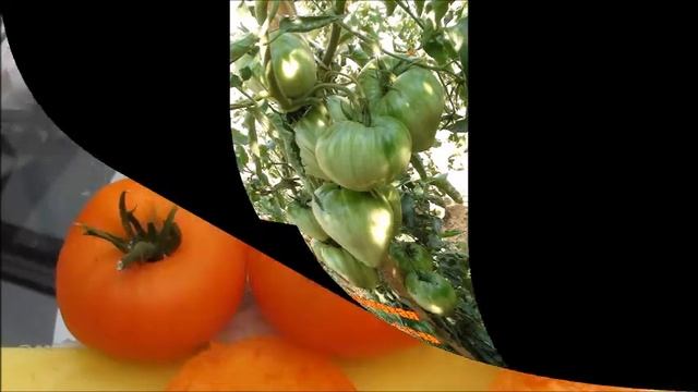 Томат вкусный и урожайный .Сорт Оранжевая ягода смотреть онлайн
