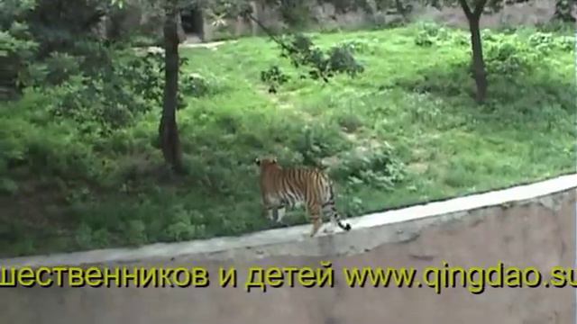 Усатый Усатый-полосатый | 動物園のトラの寿命 | 虎髭 | 호랑이 смотреть онлайн