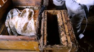 Содержание пчел на чердаке дома. Осень.