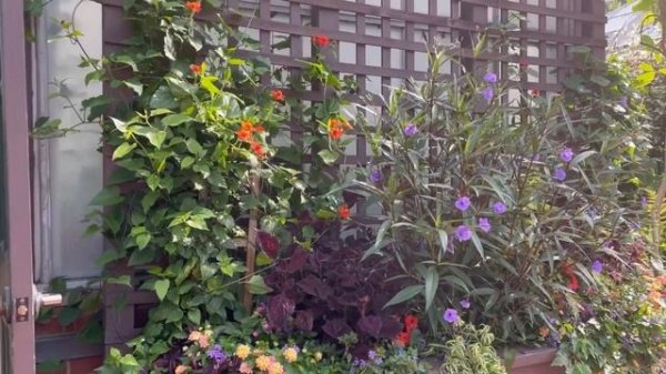 СЕВЕРНАЯ КАРОЛИНА ОРАНЖЕРЕЯ ,САДЫ ???BILTMORE IN ASHEVILLE/Gardens??