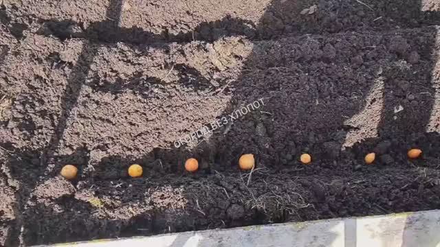 Посадка лука весной: три способа посадки, результат в конце видео.