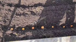 Посадка лука весной: три способа посадки, результат в конце видео.