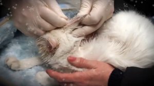 Ушной клещ у кошки.  ЛЕЧИМ УШИ КОТУ.  УШНОЙ КЛЕЩ  ЗАКАПЫВАЕМ УШИ КОШКЕ