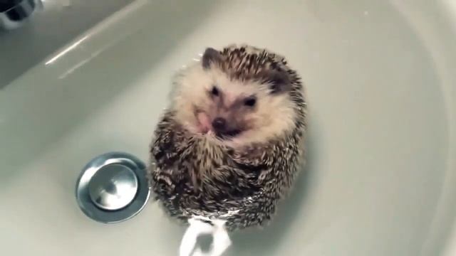 Как искупать кота! How To Bathe A Cat!