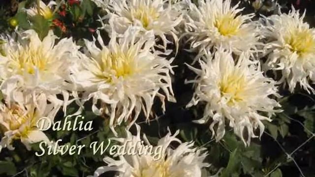 Декоративные георгины макси часть 3 смотреть онлайн