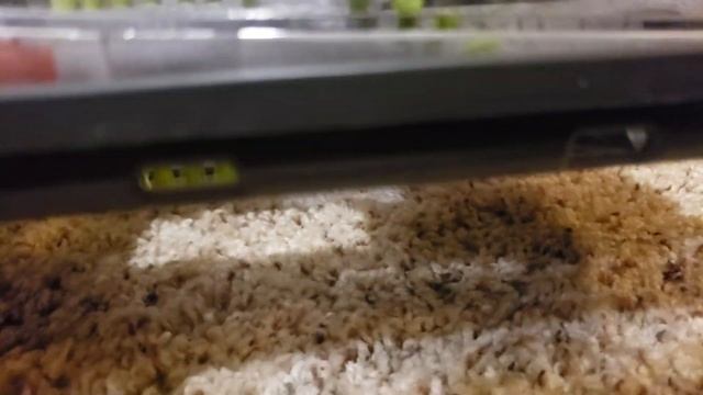 My thoughts on the Hoover Air Steerable? смотреть онлайн