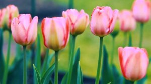Весенний фон с тюльпанами | Футажи красивая природа [FullHD]