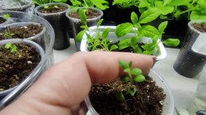 Лаванда и Гелиотроп из семян.Чем подкормить после пикировки