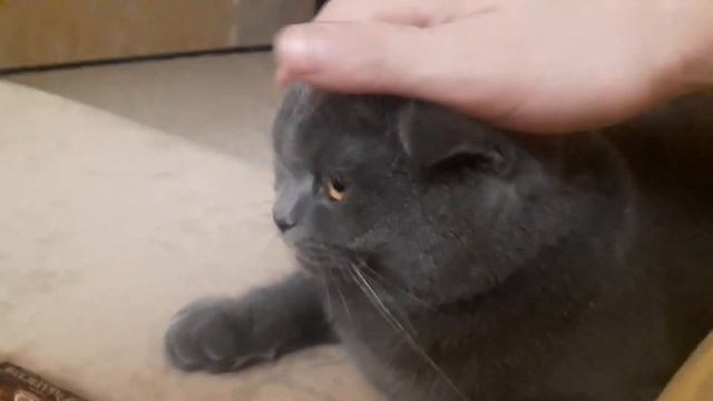 Голубой шотландский вислоухий кот смотреть онлайн
