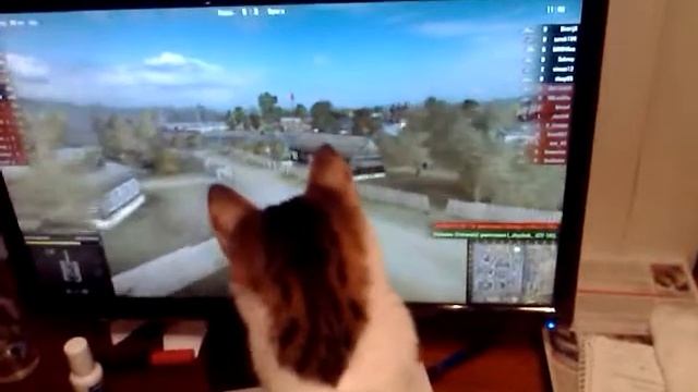 WoT и кошка смотреть онлайн
