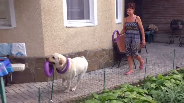 СУПЕР Умный Лабрадор Вуди выполняет Команды. Super Labrador Woody. Smart Labrador. смотреть онлайн