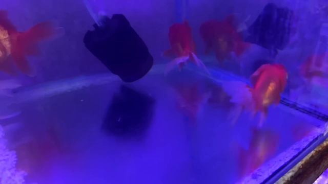 Crowford Pets & Ornamental Fish Market Gaya Aaj смотреть онлайн