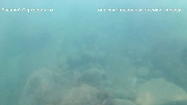 подводное видео с черного моря смотреть онлайн