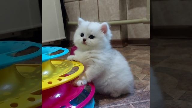 Пенелопа, 4 недели, длинношерстная британская серебристая шиншилла смотреть онлайн