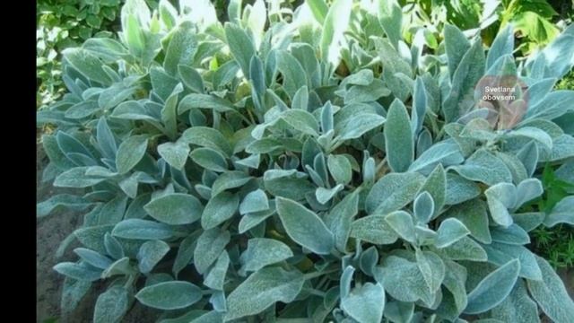 ЭТИ ЦВЕТЫ ЗАДАВЯТ ЛЮБЫЕ ЗЛОСТНЫЕ СОРНЯКИ ЗА ЗАБОРОМ И НА УЧАСТКЕ ,В ТЕНИ И НА СОЛНЦЕ. СУПЕР СПОСОБ смотреть онлайн