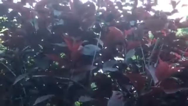 Cistena Shrub Burgundy & Green Leaves! смотреть онлайн