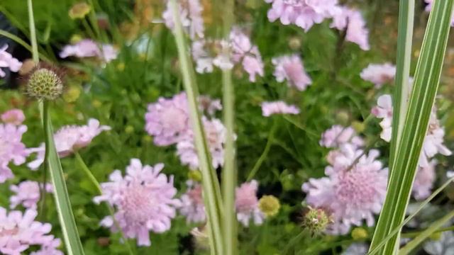 Scabiosa columbaria 'Flutter Rose Pink' смотреть онлайн