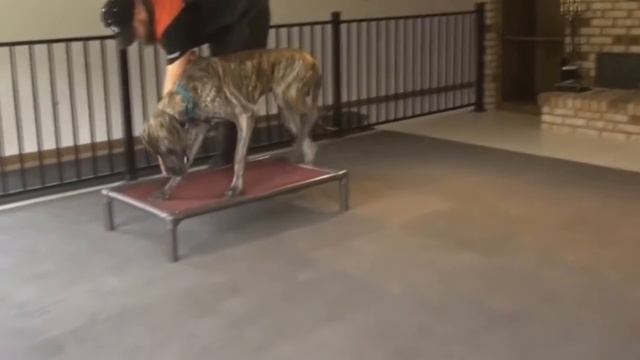 Огромная порода Собак | English Mastiff vs Great Dane смотреть онлайн