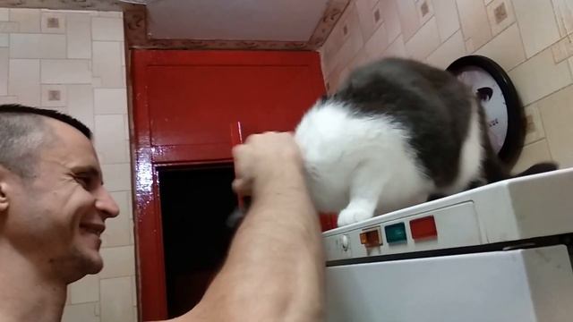 Кошка бодается с хозяином. Ласковая кошка. смотреть онлайн