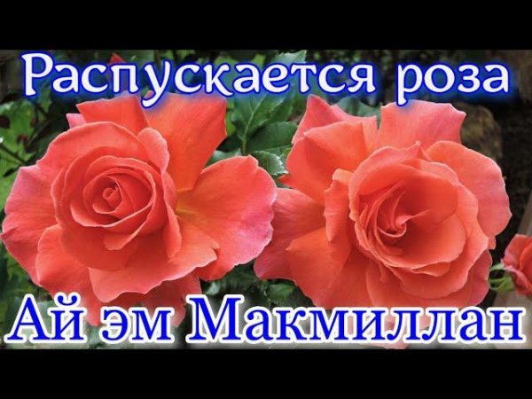 Как распускается роза Ай эм Макмиллан - I Am Macmillan (Harkness, 2015)