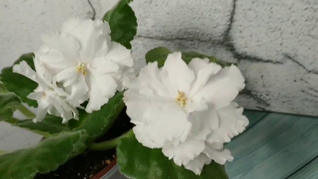 НК-Белая Зависть. Фиалки, размножение и уход смотреть онлайн