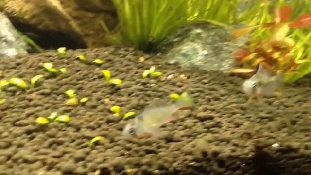 Апистограмма альтиспиноза Mikrogeophagus altispinosus или Боливийская бабочка смотреть онлайн
