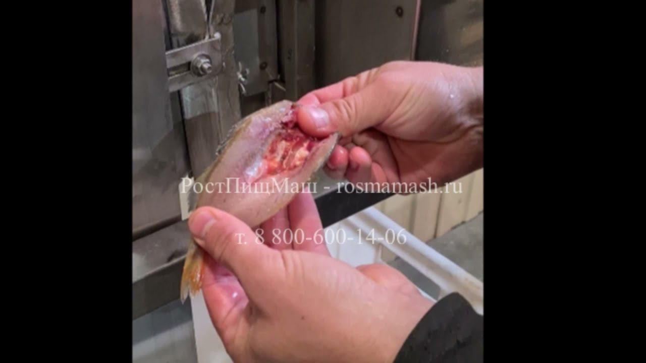 Обзор разрезания мелкой рыбы на РМ-100 от РостПищМаш смотреть онлайн