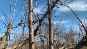 Весенняя обрезка волчков на сливе. Spring pruning overgrowth on the plum.