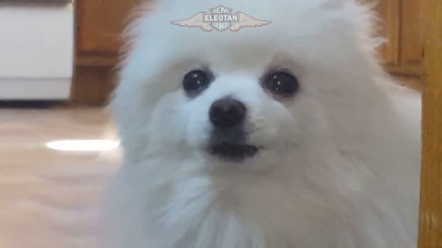 TO BE CONTINUED (YES - ROUNDABOUT) em CACHORRÊS смотреть онлайн