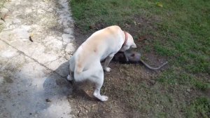 Яванская макака (1год) достает собаку.