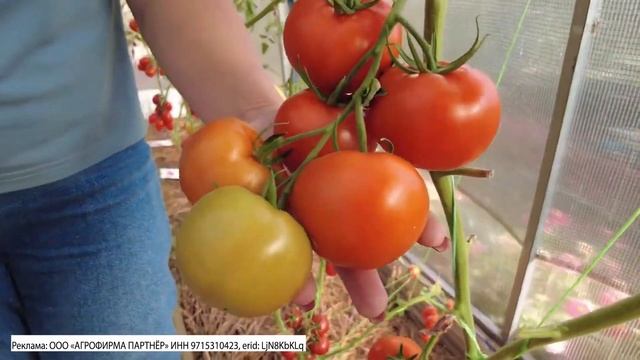 Самые вкусные и урожайные сорта тепличных томатов для консервирования 2023 смотреть онлайн