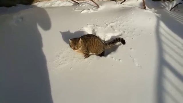 Как гулять с котом зимой! смотреть онлайн