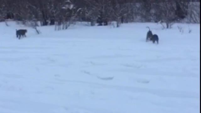 Зимние прогулки по реке смотреть онлайн