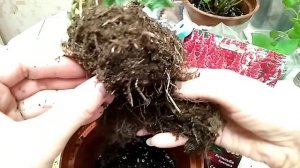 Астильбу так сохраняю до высодки в грунт.