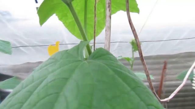 Сорт огурцов "КУРАЖ" смотреть онлайн