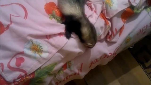 КОТ И ХОРЕК смотреть онлайн